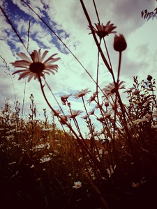 weeds flowers whatever