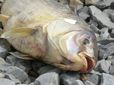 Kentucky Dam