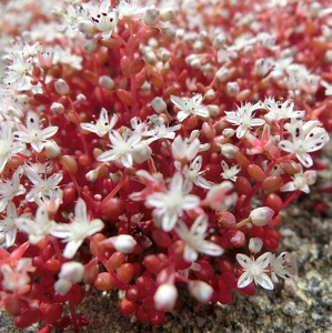 Red Moss at Stone Mountain