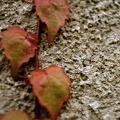 flickr-25905630803.jpg