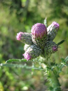 Distel