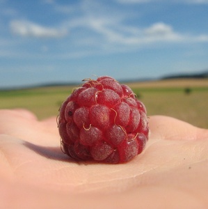 Raspberries - Himbeeren