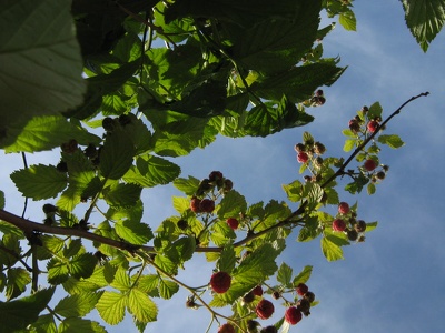 Raspberries - Himbeeren