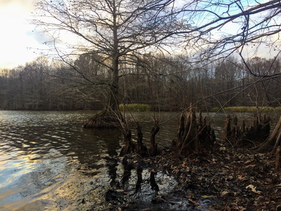 Trees in Water