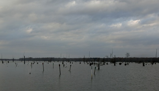 Water Cypresses