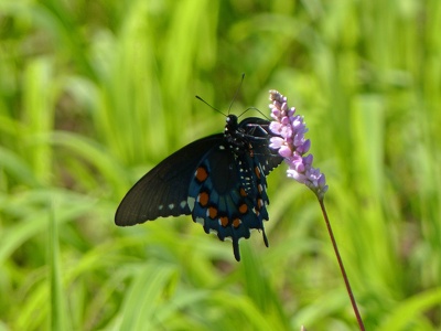 Pipevine Swallowtail (Battus Philenor) - Holla Bend National Wildlife Refuge, Arkansas