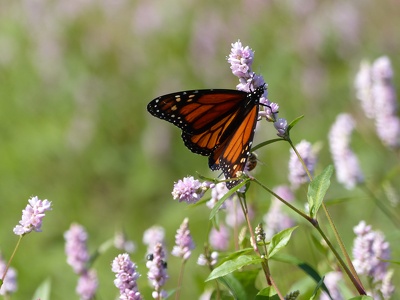 Monarch Butterfly (Danaus plexippus) - Holla Bend National Wildlife Refuge, Arkansas