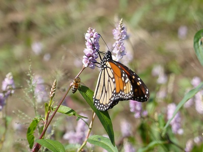 Monarch Butterfly (Danaus plexippus) - Holla Bend National Wildlife Refuge, Arkansas