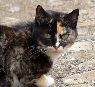 Kitty @ Hubertusburg Castle, Wermsdorf, Germany