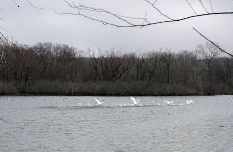 Trumpet Swans at Magness Lake, Heber Springs, AR