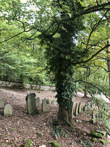 Jewish cemetery in Hroznětín (CZ)