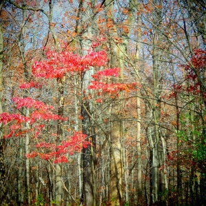 Fox Ridge State Park, Charleston, IL