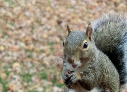 Surprised Squirell, Surprised