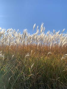 Prairie Grass, IL